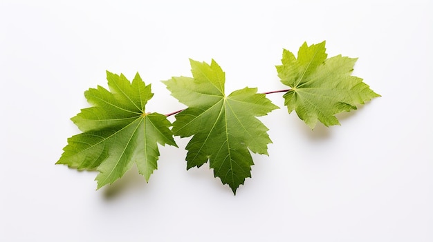 Grapes leaf on a white background