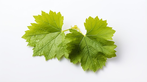 Grapes leaf on a white background