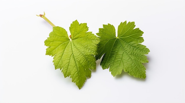 Grapes leaf on a white background