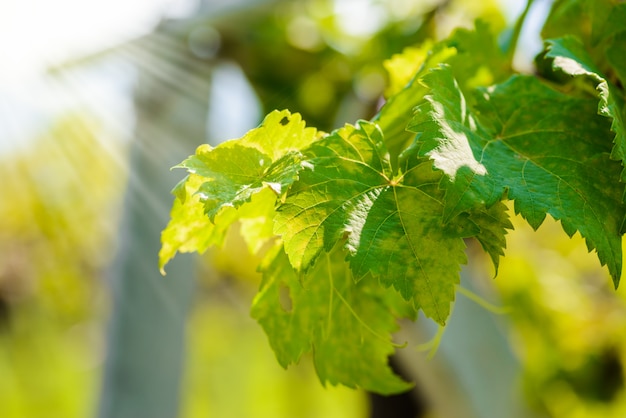 Grapes leaves in a vineyard