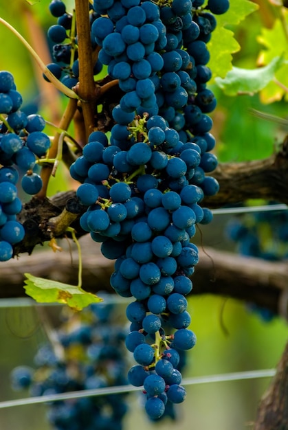 grapes ready to be harvested in the vineyards of Brazil