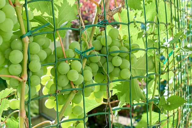 Grapes ripen in garden on special grid