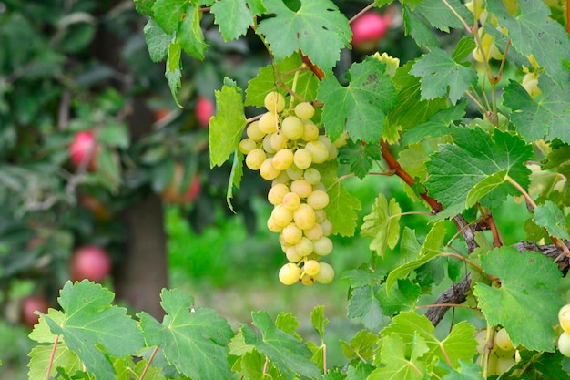 grapes ripen on the tree