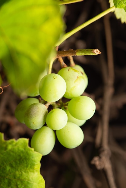 Виноград, небольшая гроздь зеленого винограда на лозе в Бразилии, выборочный фокус.