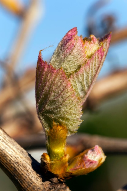 Grapes sprout