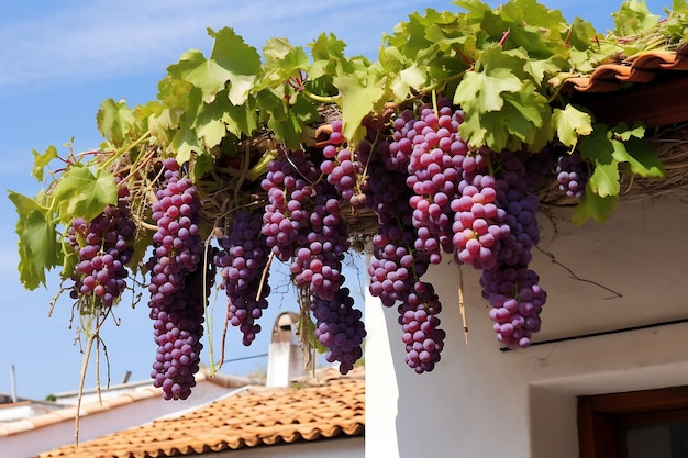 Photo grapes on the terrace of a house in the village of ronda andalusia spain