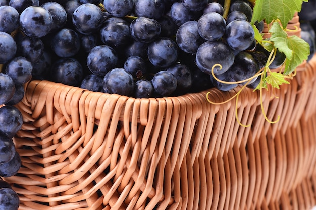 Photo grapes, this year's harvest