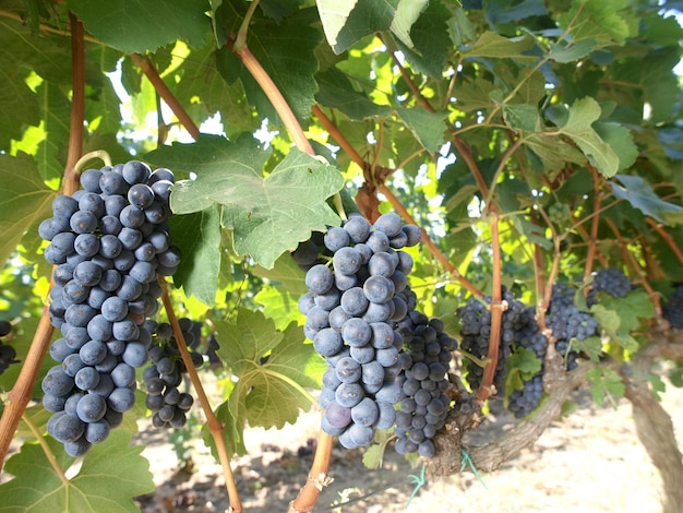 Grapes on the vine are purple and the leaves are blue.