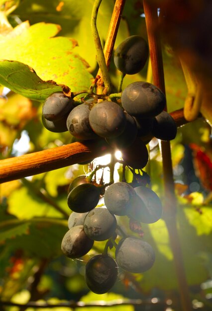 Grapes of vine lighted by the sun light at the autumn vineyard