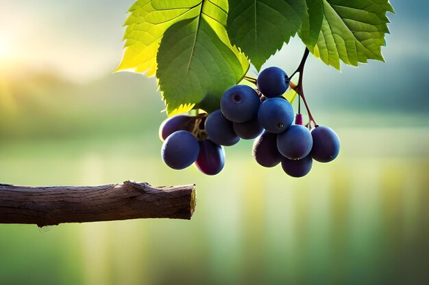 Grapes on a vine with the sun behind them