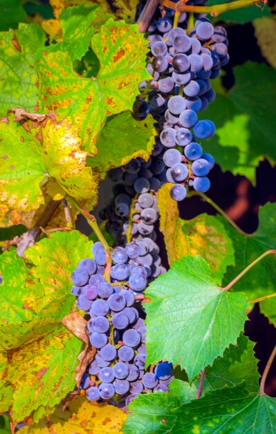 Grapes on the vine