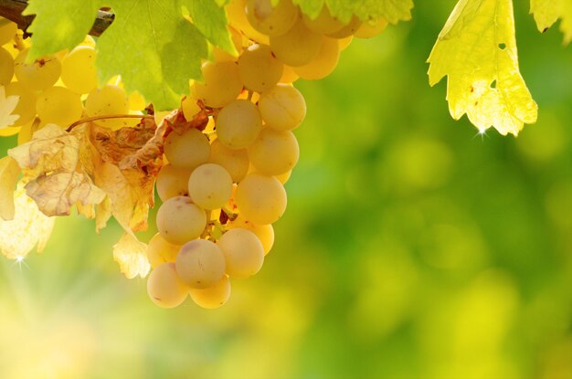 Photo grapes on the vine