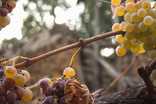 Photo grapes in vineyard 01