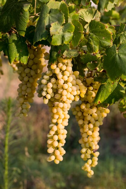 The grapes vineyard, agriculture (turkey izmir vineyards)