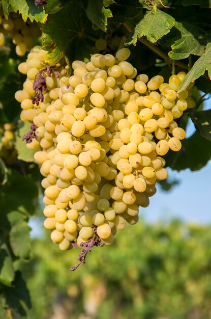 Виноградник, сельское хозяйство (виноградники Измира, Турция)