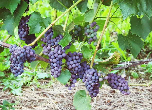 Grapes on vineyard Ripe berries