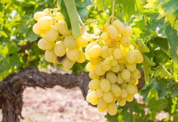 Photo grapes vineyard sultani grapes izmir turkey