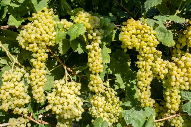 Grapes vineyard, Sultani grapes, Izmir - Turkey