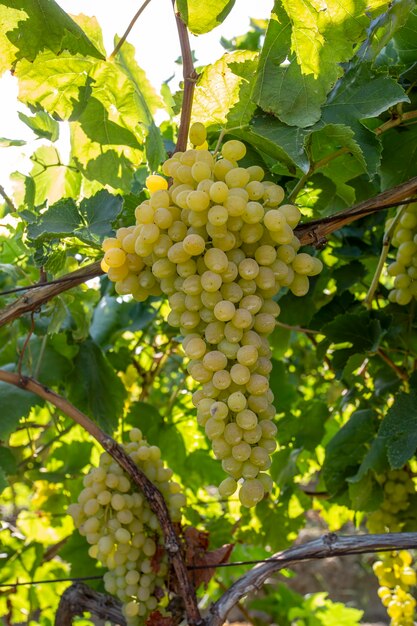 Grapes vineyard, Sultani grapes, Izmir - Turkey