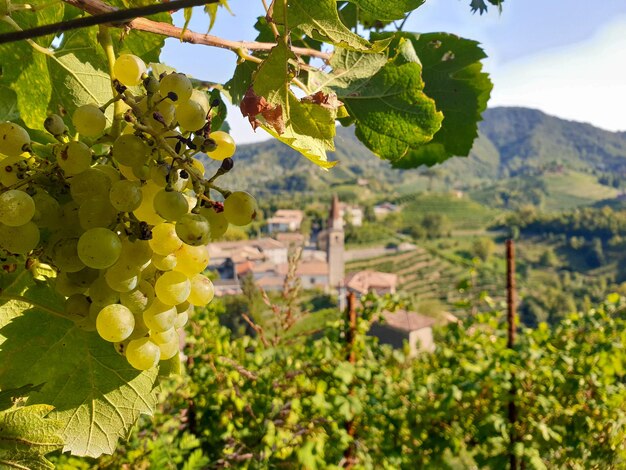 Grapes in vineyard in summer on the prosecco hills