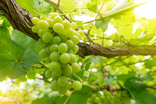 Grapes in vineyard on a sunny day