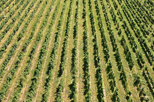 The grapes in the vineyard Wine region of South Moravia Czech Republic