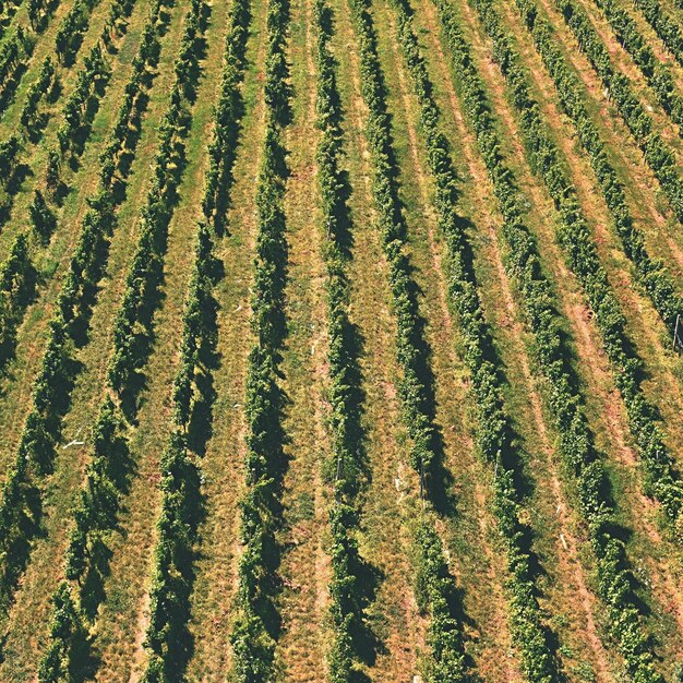 The grapes in the vineyard wine region of south moravia czech\
republic