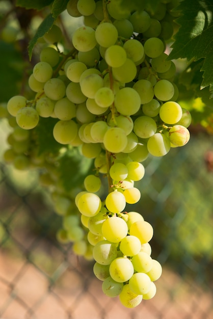 Grapes in vineyard