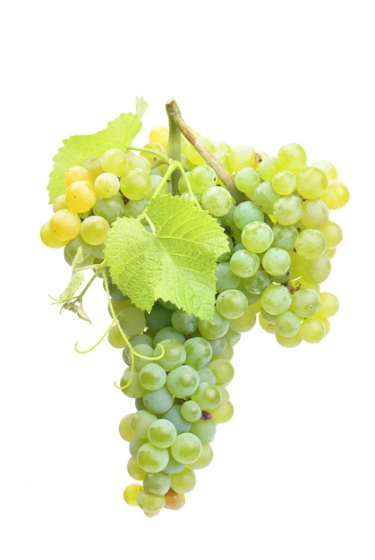 Grapes on a white background