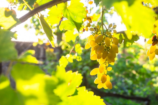 Grapes of white grapes on the branches in the home garden