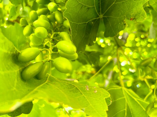 Grapes with grape leaves background grape