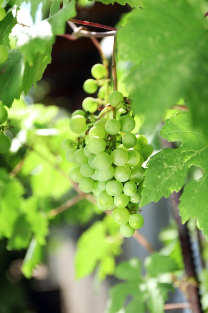 Grapes with green leaves on vine