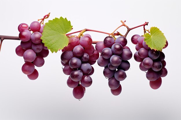 Grapes with leaves on a white background