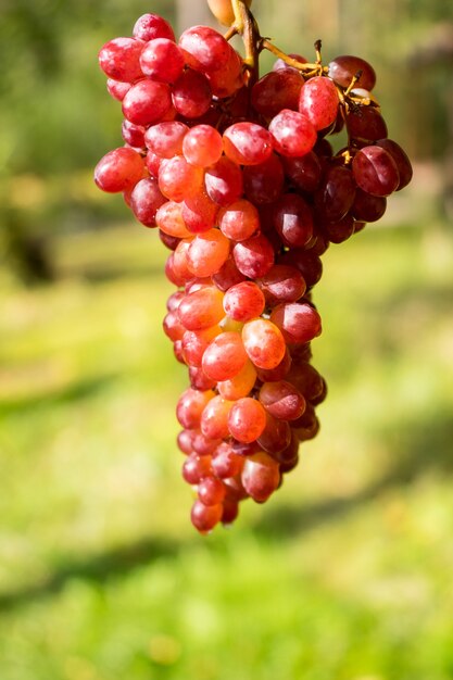 Grapes on a wooden table Fresh branch of red grapes with leaves