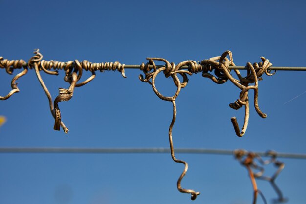 Grapevine on agropalier against the blue sky