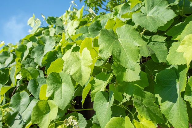 Grapevine bladeren van een mooie wijnstok vormen een natuurlijke achtergrond. selectieve aandacht.