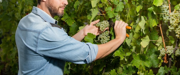 Grapevine cut by cropped man with scissors, vineyard.