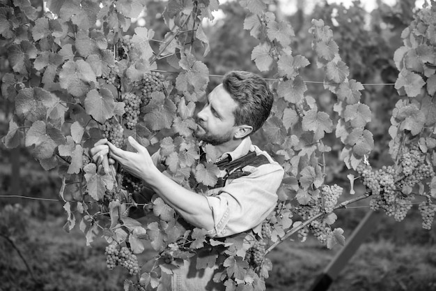 Grapevine cut by vinedresser with scissors summer