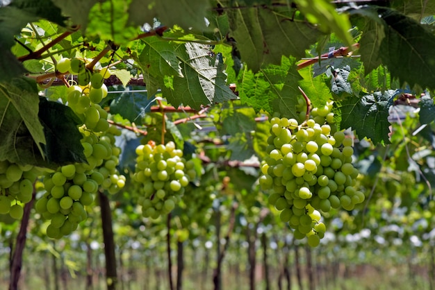 Grapevine full of bunches of table grapes