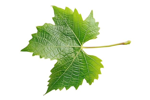 Grapevine leaf isolated on white