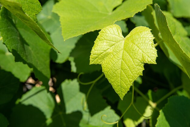 Grapevine leaves of a beautiful vine forming a natural background. selective focus.