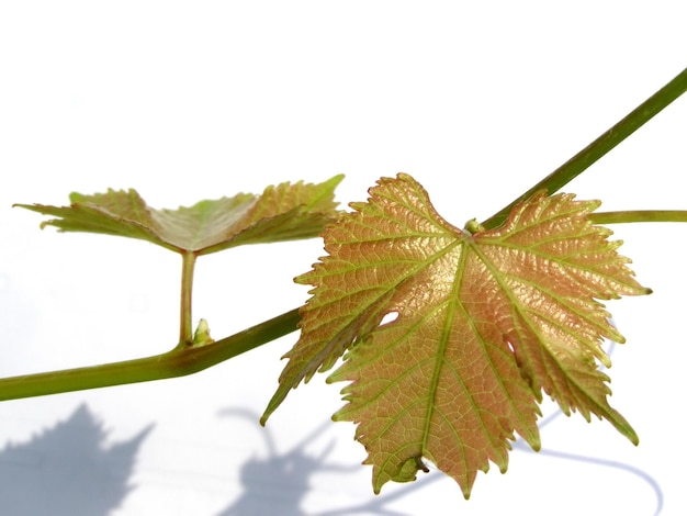 ブドウの植物（Vitis vinifera）の葉が分離されました