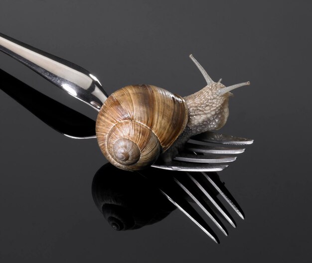 Grapevine snail on fork