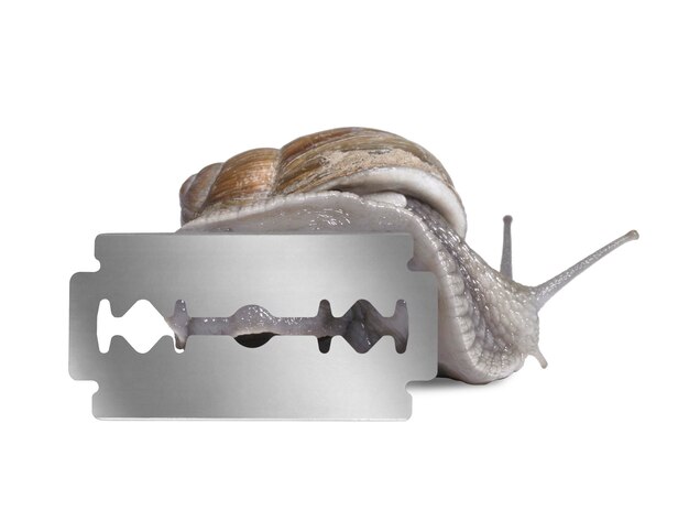 Photo grapevine snail and razor blade