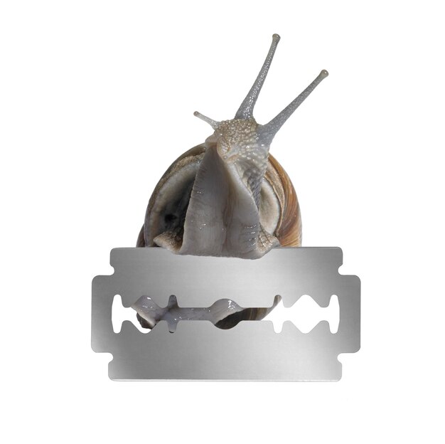 Photo grapevine snail and razor blade