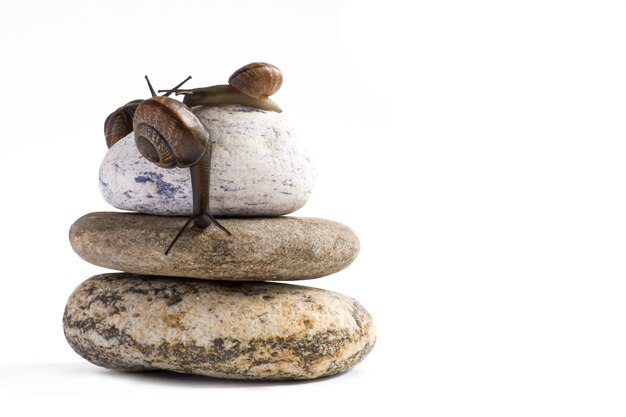 Grapevine snail on stack of spa stones against white wall.