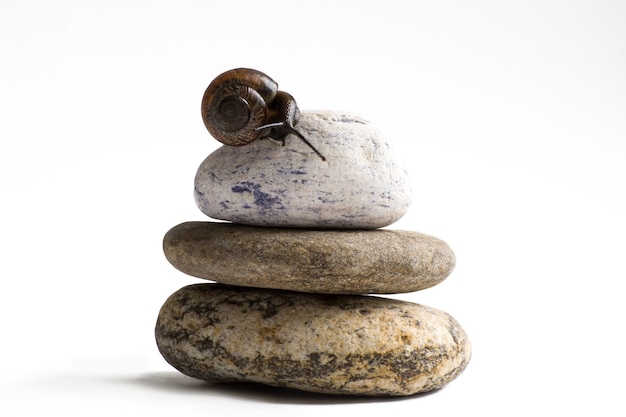 Grapevine snail on stack of spa stones against white wall.