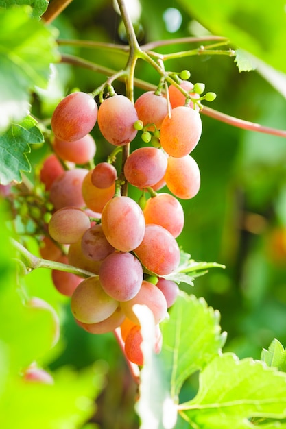 Grapevine on the twig in the garden. Macro view