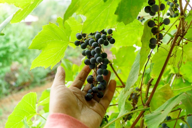 Grapevine in vineyards black grape in plantation close up selective focus