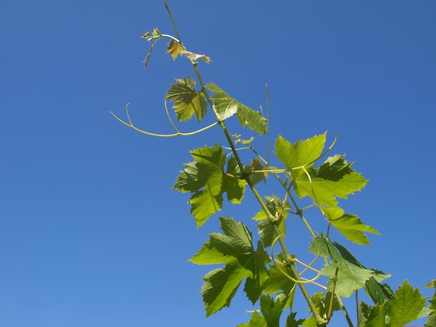 Grapevine vitis over blue sky